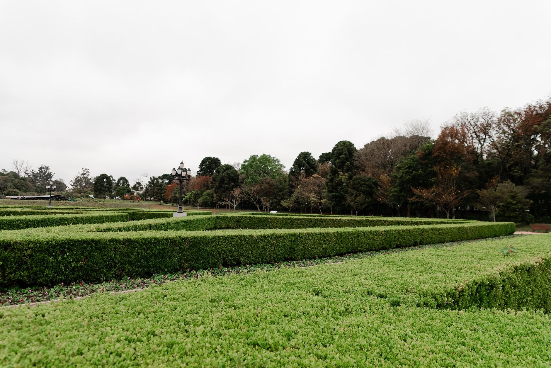 Hedge Trimming