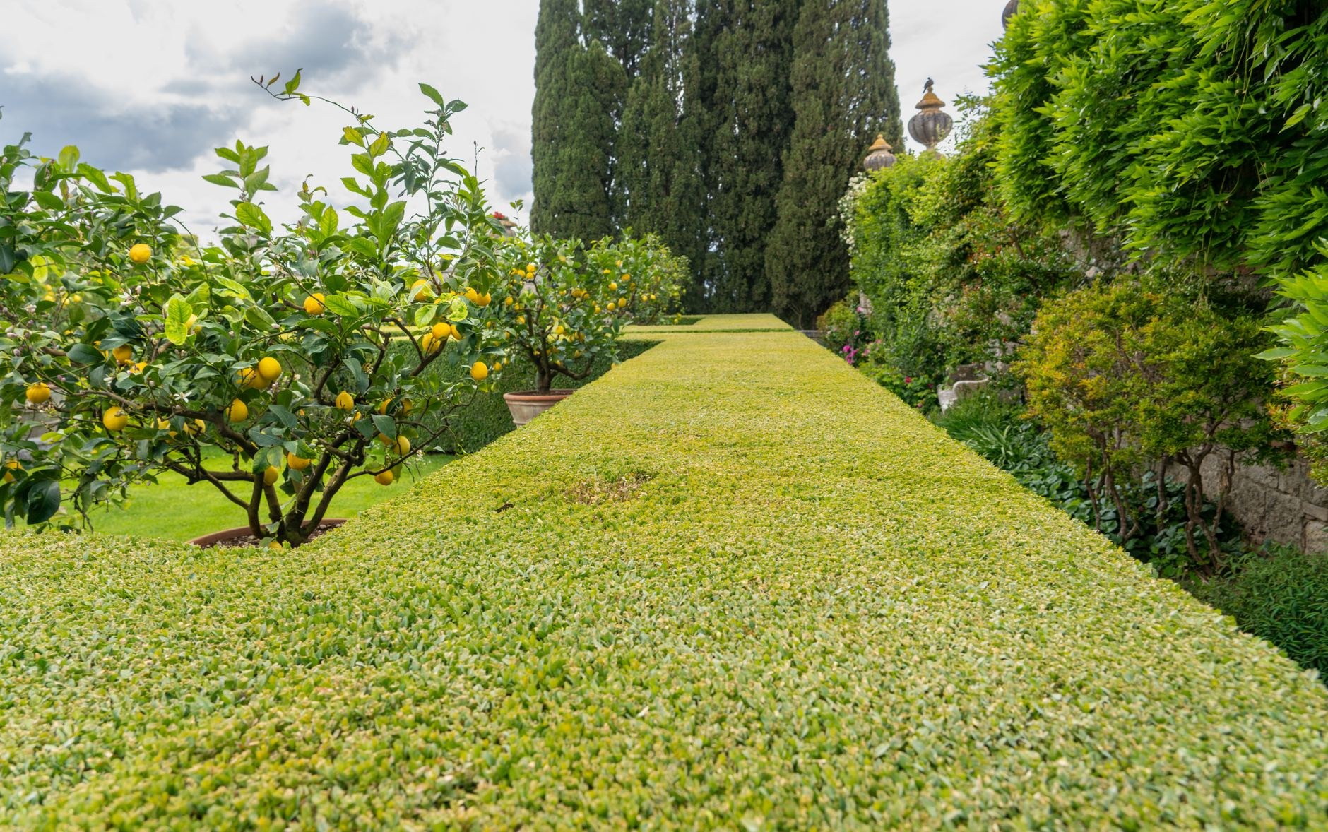 Lush striped lawn with shaped topiary